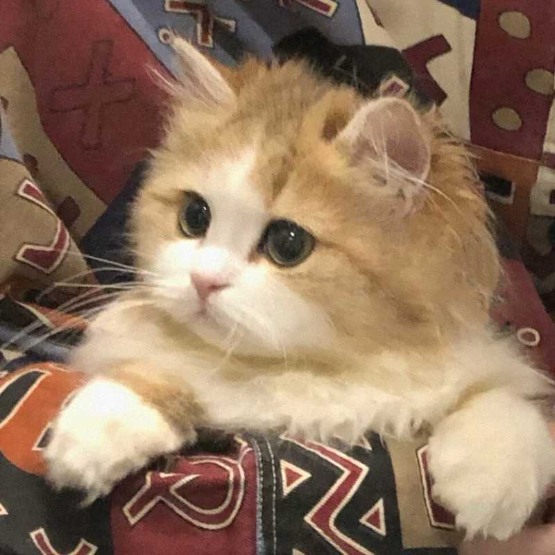 技术解码:广州天河爆毛小猫品相背后的繁育体系与价值评估 新闻