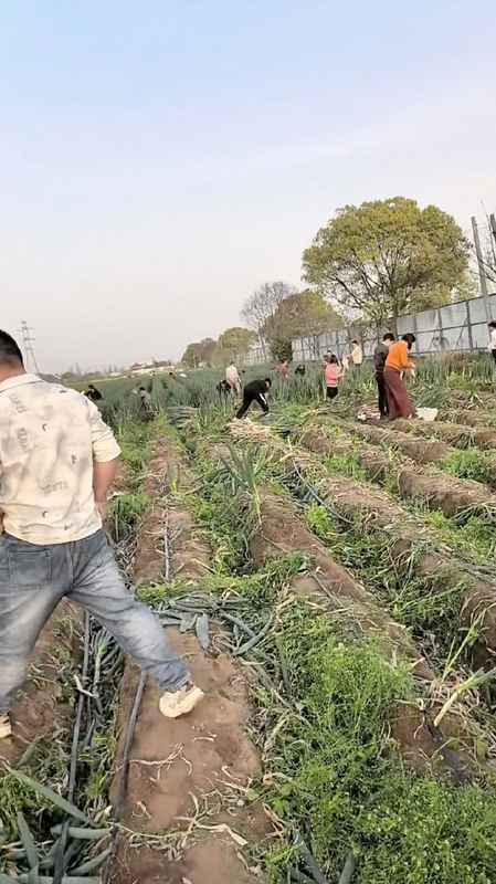 从谣言传播机制到农业损失:一次网络哄抢事件的技术复盘与防范启示 新闻 从谣言传播机制到农业损失:一次网络哄抢事件的技术复盘与防范启示 新闻 从谣言传播机制到农业损失:一次网络哄抢事件的技术复盘与防范启示 新闻 从谣言传播机制到农业损失:一次网络哄抢事件的技术复盘与防范启示 新闻 从谣言传播机制到农业损失:一次网络哄抢事件的技术复盘与防范启示 新闻 从谣言传播机制到农业损失:一次网络哄抢事件的技术复盘与防范启示 新闻 从谣言传播机制到农业损失:一次网络哄抢事件的技术复盘与防范启示 新闻 从谣言传播机制到农业损失:一次网络哄抢事件的技术复盘与防范启示 新闻 从谣言传播机制到农业损失:一次网络哄抢事件的技术复盘与防范启示 新闻