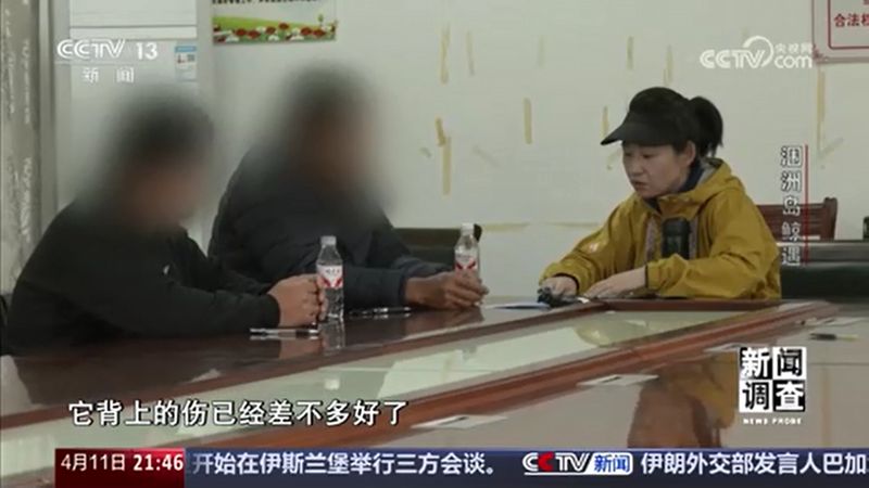 涠洲岛“刀疤哥”撞击事件深度复盘:技术、法律与生态的三维审视 新闻 涠洲岛“刀疤哥”撞击事件深度复盘:技术、法律与生态的三维审视 新闻 涠洲岛“刀疤哥”撞击事件深度复盘:技术、法律与生态的三维审视 新闻