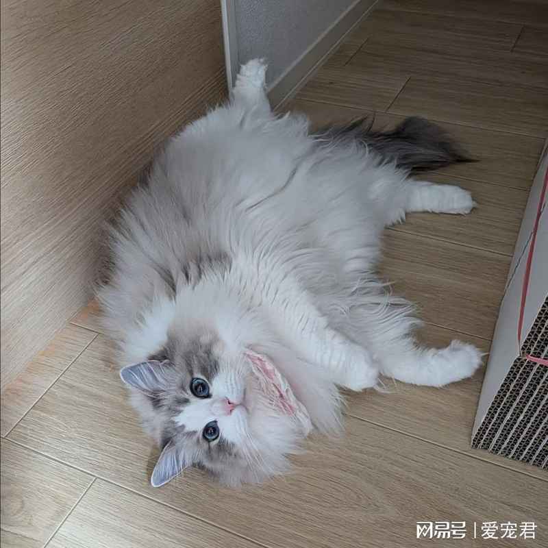  [猫行为科学] 破解主子读心术：它的超感知能力从何而来 新闻 [猫行为科学] 破解主子读心术：它的超感知能力从何而来 新闻 [猫行为科学] 破解主子读心术：它的超感知能力从何而来 新闻