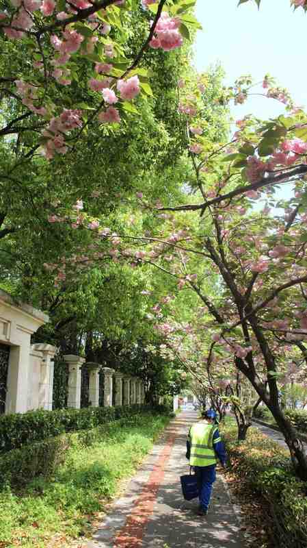 【城市精细化管理】六年迭代路:从“落樱不扫”到智慧园林的上海样本 文化旅游